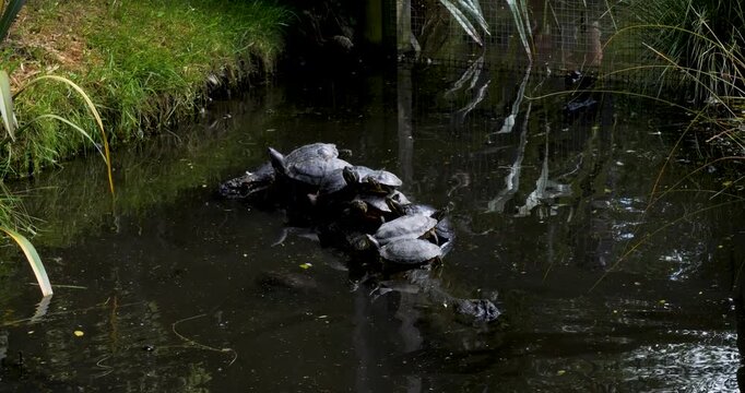 Turtles at Willowbank Wildlife Reserve, Christchurch, New Zealand. Red eared slider warming up in the sun sitting on a log.