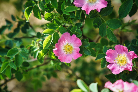 Blooming Pink Wild Roses in Summer Sunlight