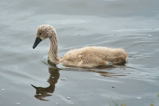 A young swan swimming peacefully on reflective water