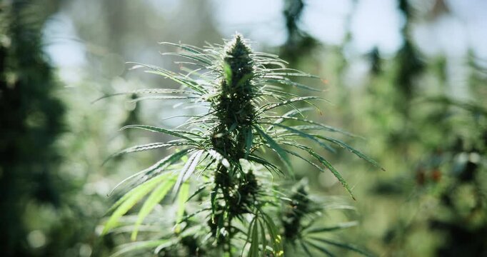 Marijuana, greenhouse and farm for hemp with sustainability, cannabis or growth for medical research. Plant, agriculture and indica leaf for eco friendly, textile and biofuel or plastic alternative