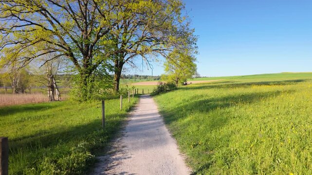 Sunny rural landscape of Regensdorf with a gravel path winding through green meadow, large leafy tree on left, rolling fields and clear blue sky, tranquil spring countryside scene.