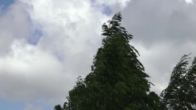 Tall windblown tree rises against a dramatic cloudy sky, creating a moody natural landscape with large sky area