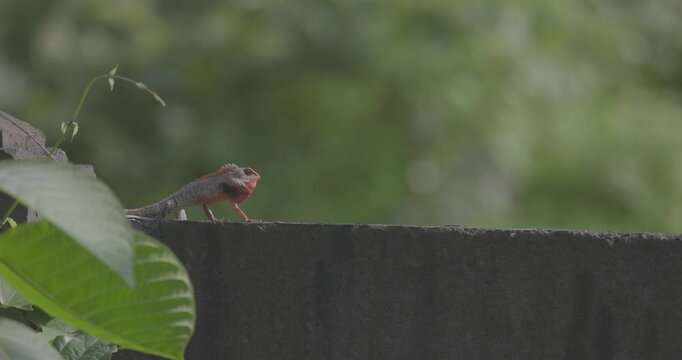 Oriental Garden Lizard, Calotes versicolor, lizard, Maharashtra, India