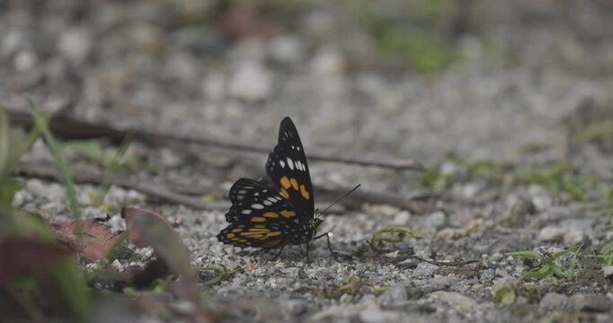 Eastern Courtier, butterfly, insect, Sikkim, India