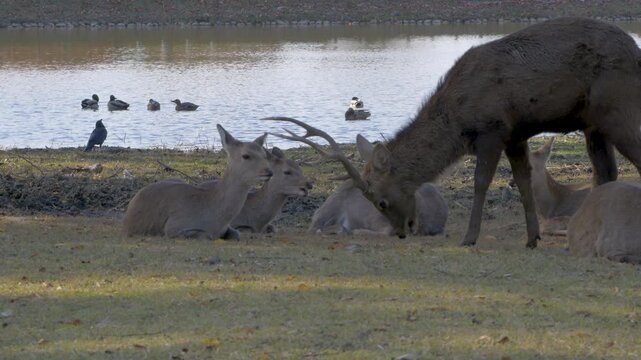 A herd of female deer resting by lake while a male joins the gropu, Nara, Japan.