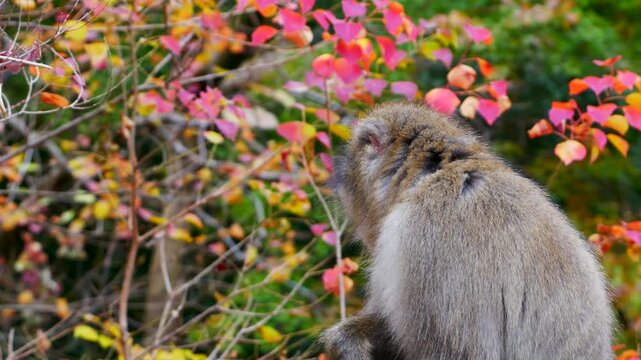 Close up of macaque monkey surrounded by autumn trees exploring its surroundings