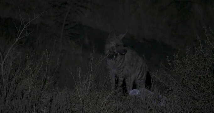 Striped Hyena, Hyaena hyaena, Maharashtra, India