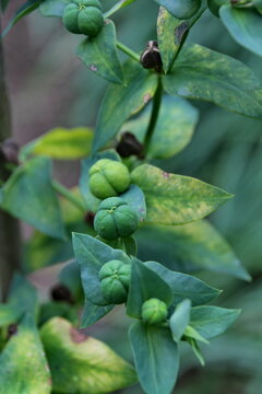 Kreuzbl&auml;ttrige Wolfsmilch (Euphorbia Lathyris)
