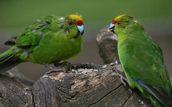 Ziegensittiche (Cyanoramphus novaezelandiae)