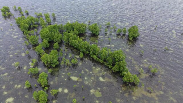 Aerial view of Puerto Princesa Palawan mangrove planting pattern on a tidal flat with young saplings curved rows and coastal wetland restoration
