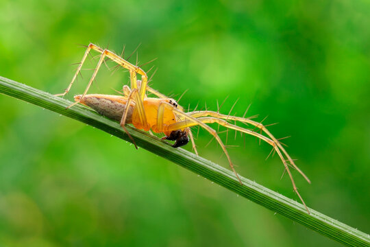 A yellow-bodied spider (Oxyopes salticus) with long spiny legs is resting on a wild grass stalk