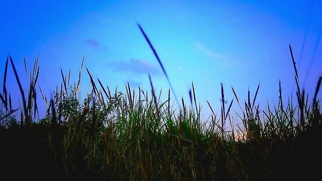 Silhouettes of wild grass blowing in wind against clear blue sunset sky with audio