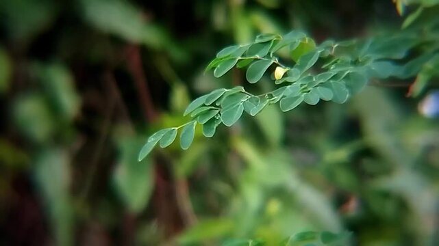 Moringa oleifera leaves moving gently on a blurred background