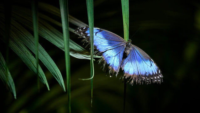 Parc des Oiseaux, d&eacute;partement de l'Ain, r&eacute;gion Auvergne-Rh&ocirc;ne-Alpes, France, papillon morpho bleu