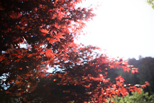 紅葉