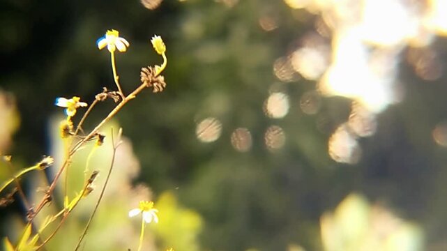 Wildflowers sunlit by beautiful warm morning sun with glittering bokeh background