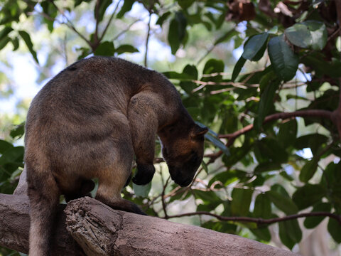 Tree Kangaroo Perched on a Thick Branch in a Lush Forest