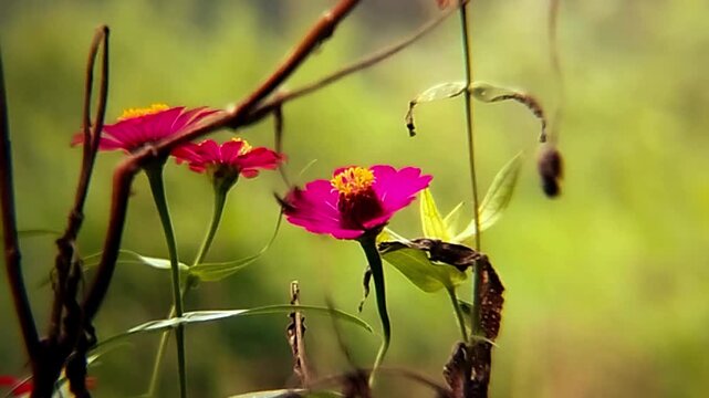 Pink zinnia flowers blooming in the wild garden with bokeh background