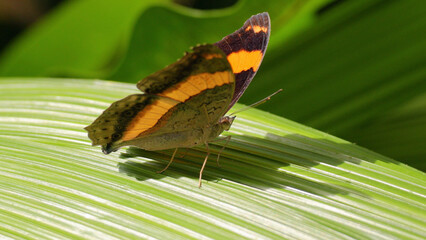 Macro View of an Orange and Brown Butterfly on Green Leaf © blueringmedia