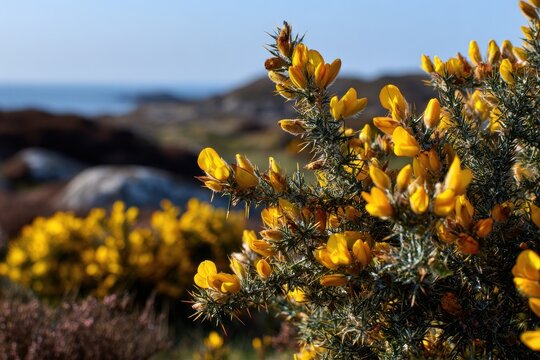 Golden gorse in windswept coastal heath bathed in warm sunlight