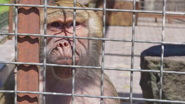 A solitary baboon face peering closely through metal cage bars at a zoo