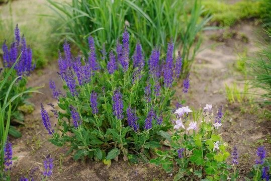 Purple Salvia and Pink Aquilegia Flowers in Garden