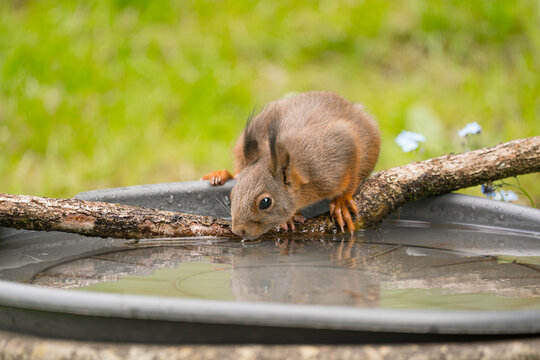 Ein Eichh&ouml;rnchen an einer Wasserstelle
