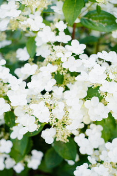 Blooming White Wim's Red Panicle Hydrangea in Garden