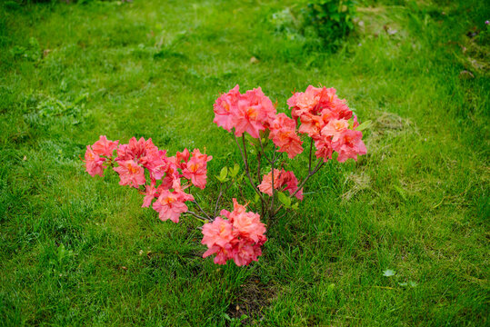 Red Orange Rhododendron Bush Blooming On Green Lawn