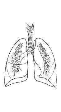 Human lungs anatomy medical illustration.