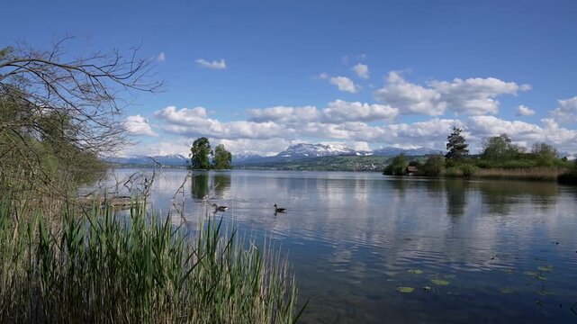 Lake Sempach with ducks and Mount Pilatus Switzerland