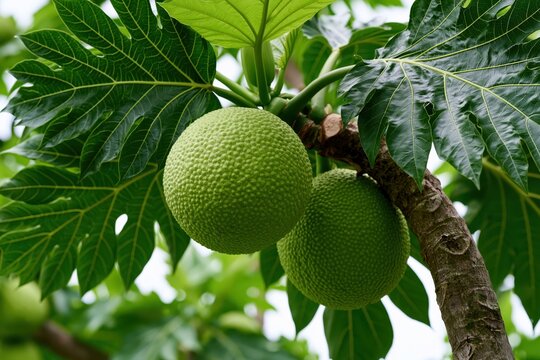 Close-up of two large, green, unripe breadfruits hanging from a tree branch surrounded by lush foliage.