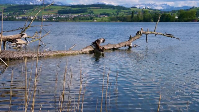 Duck entering water on lake Sempach Switzerland