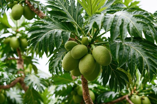 Close-up of a breadfruit tree branch laden with ripe green breadfruits and large, textured leaves.