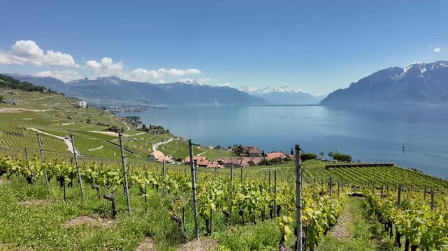 Lavaux vineyards with Lake Geneva and Alps Switzerland