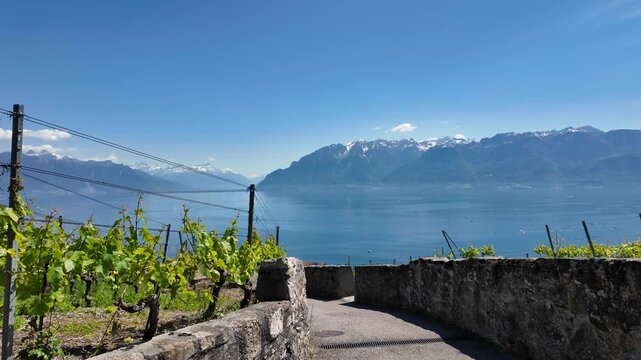 Lavaux vineyards with Lake Geneva and Alps Switzerland