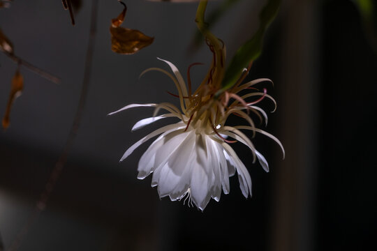 A single Queen of the Night flower hangs gracefully in darkness with white petals and delicate filaments creating a rare nocturnal bloom against a deep background