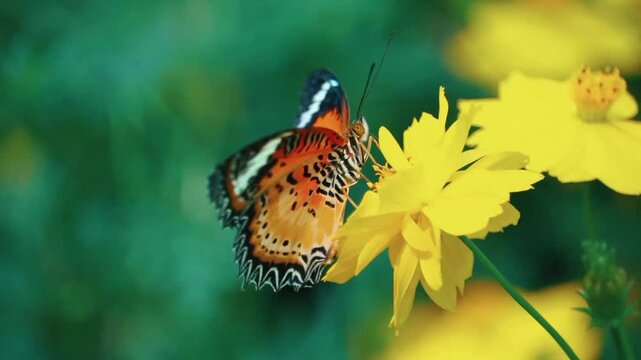 butterfly on a flower