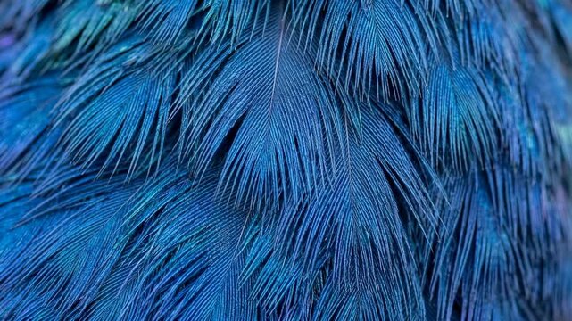 pigeon blue feather macro texture background