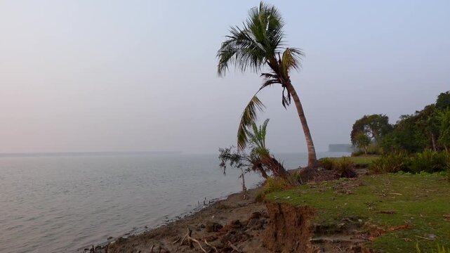 A whole coconut tree lies uprooted from the ground in an area affected by river erosion along the coast.