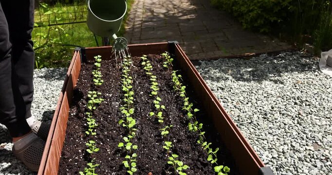 Watering young green radish seedlings in wooden raised garden bed with small watering can. Backyard organic vegetable gardening hobby and homegrown food production at home. Real outdoor summer
