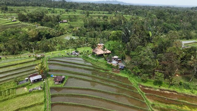 Jatiluwih Rice Terraces in Bali Indonesia
