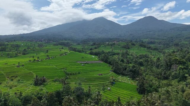 Traditional Rice Farming in Jatiluwih Terraces Bali