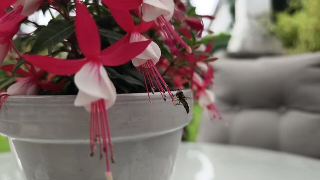 Eine Wildbiene nimmt Pollen im Flug von einer pink-wei&szlig;en Fuchsie (Fuchsia) in einem grauen Tontopf auf, der im Sommer auf einem Gartentisch steht. Zeitlupe. 
