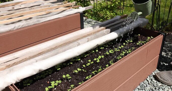Watering young green radish seedlings in brown raised garden beds with small watering can. Backyard organic vegetable gardening hobby and high bed backyard garden production. Real outdoor summer