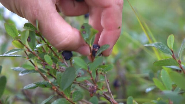 Bluberry picking close up