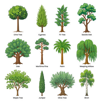 Cartoon tree set. Simple flat forest flora, and other popular trees. Vector set illustration agricultural garden and nature park plants collection
