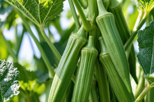 Close-up of vibrant green okra pods growing on a plant with large, textured leaves in sunlight.