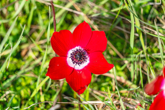 The shot of blooming poppy in the nature