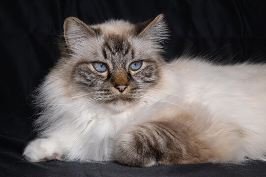 Chat - Sacr&eacute; de Birmanie